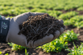 Hand holding dark crumbly soil with white mycorrhizal threads visible, green cover crop sprouts in background