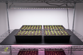 Large black heat mat on wire rack with 4 seedling trays on top, tiny green sprouts visible under indoor grow light